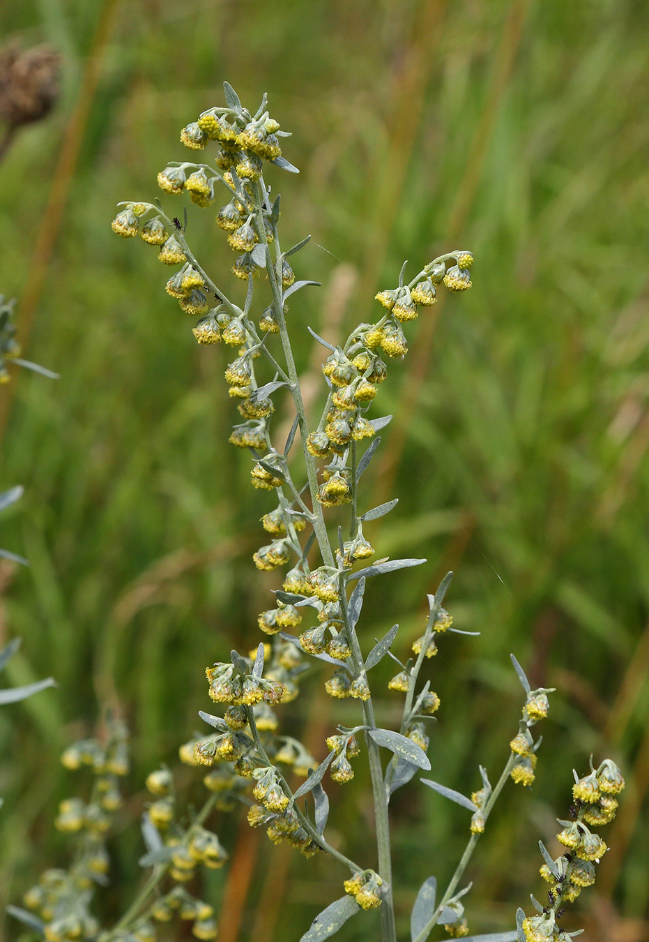 Image of Artemisia absinthium specimen.