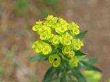 Euphorbia jaxartica