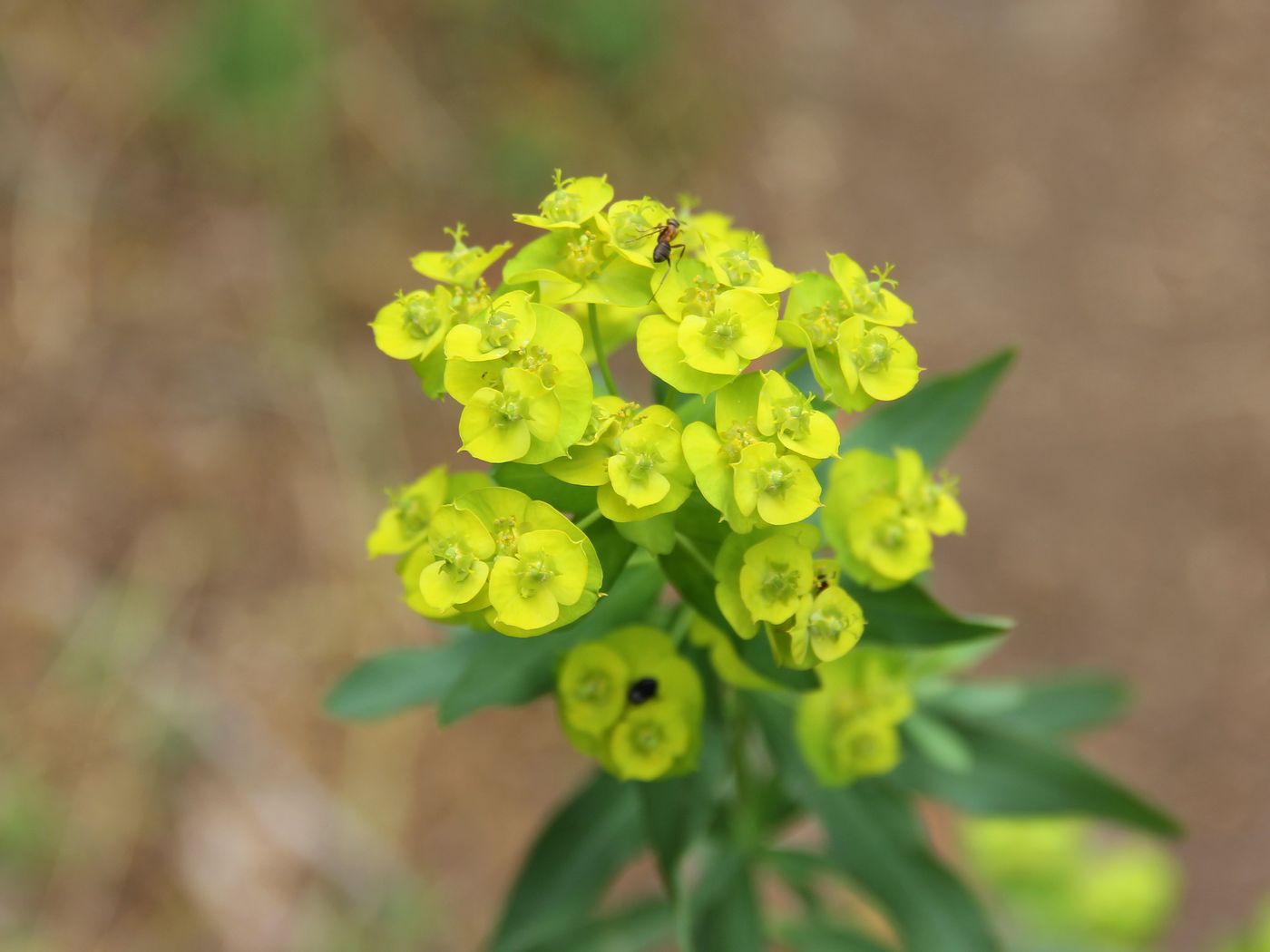 Изображение особи Euphorbia jaxartica.