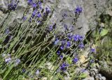 Lavandula angustifolia подвид pyrenaica. Верхушки побегов с соцветиями. Испания, автономное сообщество Каталония, провинция Барселона, комарка Бергеда, муниципалитет Сальдес, подножие горы Педрафорка, окр. смотр. площадки \"Гресолет\", 1557 м н.у.м., каменистый склон восточной экспозиции. 16.07.2020.