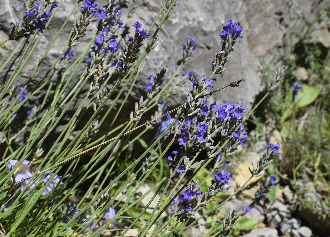 Изображение особи Lavandula angustifolia ssp. pyrenaica.