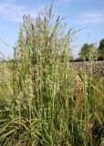 Calamagrostis epigeios. Куртина цветущих растений. Архангельская обл., Вельский р-н, окр. пос. Усть-Шоноша, у ж. д. 10 июля 2010 г.