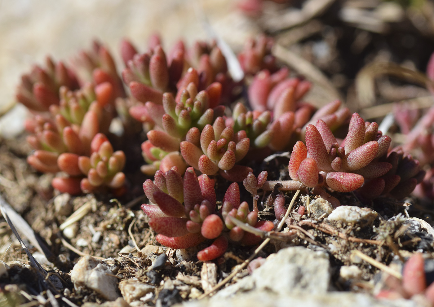 Image of Sedum album specimen.