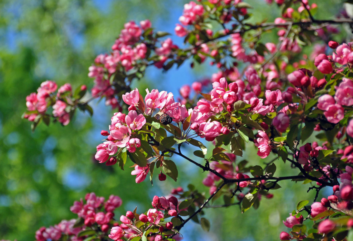 Image of Malus &times; purpurea specimen.