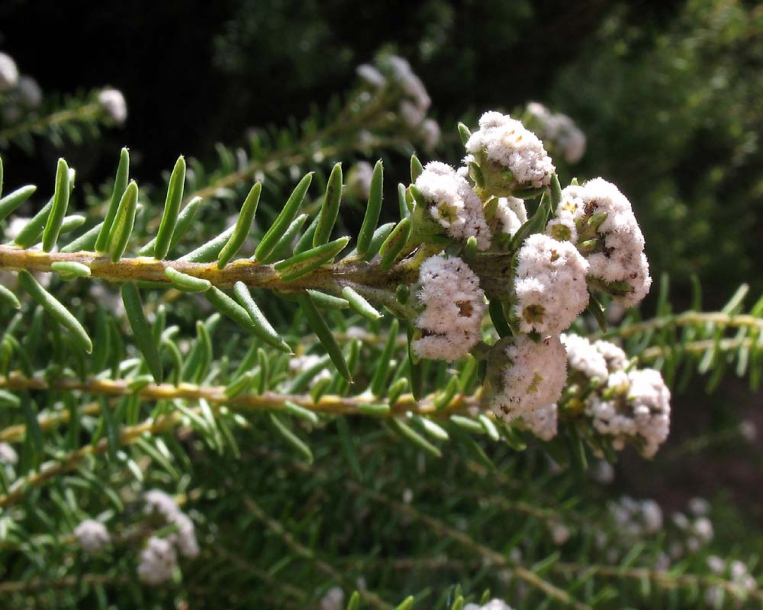 Image of Phylica ericoides specimen.