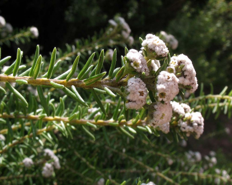 Изображение особи Phylica ericoides.