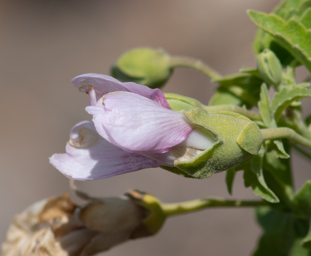 Image of Malva acerifolia specimen.