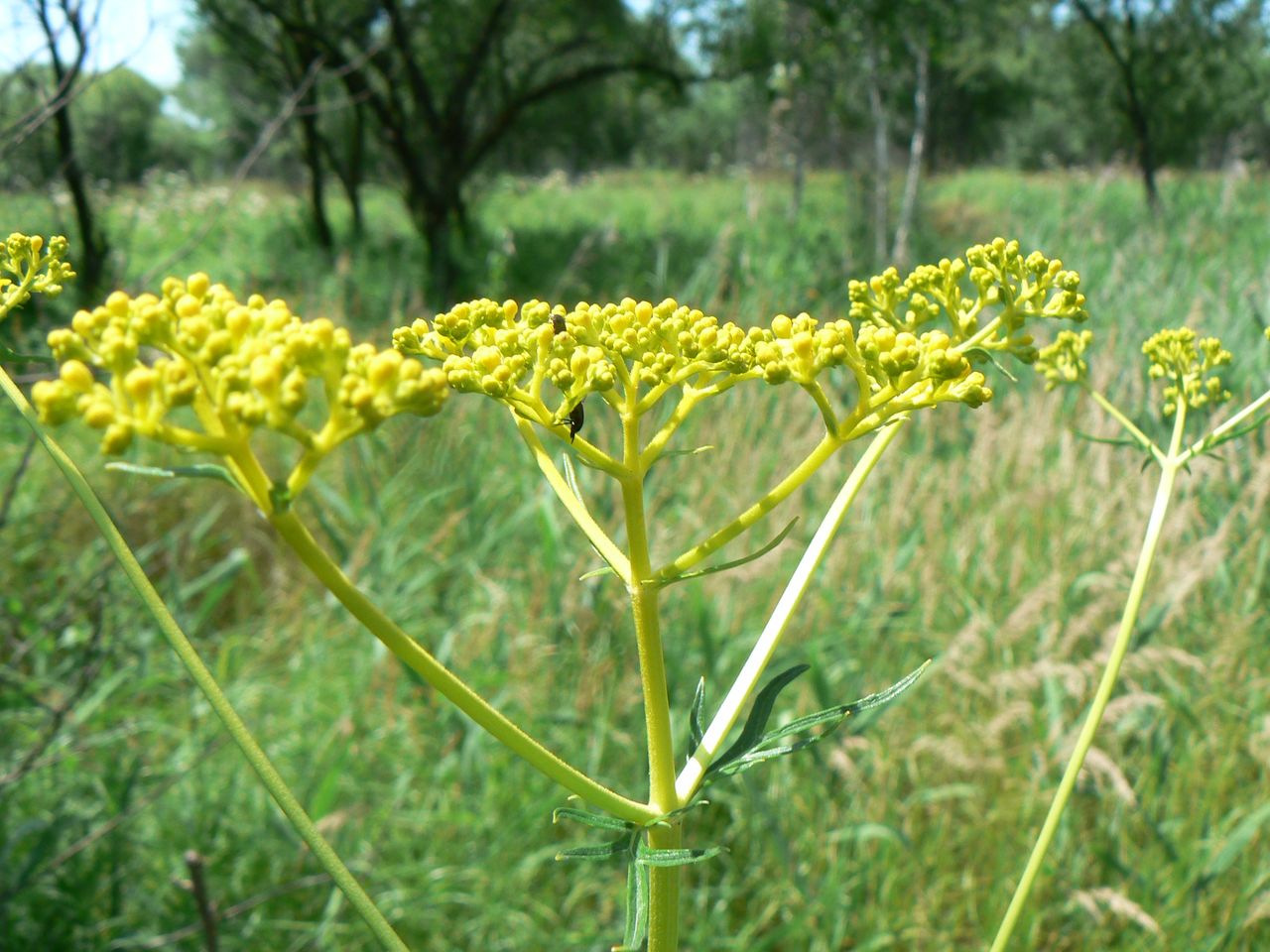 Изображение особи Patrinia scabiosifolia.