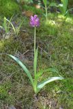 Orchis militaris. Цветущее растение (высота - 30 см, длина соцветия - 5 см). Чувашская респ., Мариинско-Посадский р-н, окр. дер. Демешкино, правый берег р. Волга, карбонатный склон С экспозиции, можжевеловое редколесье. 10 июня 2020 г.