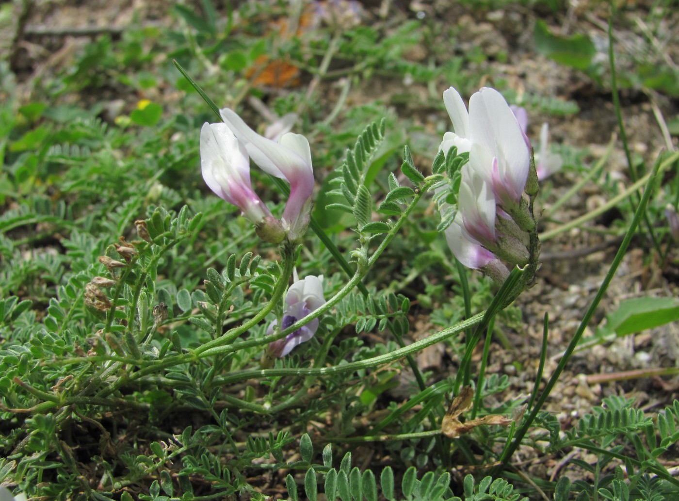 Image of Astragalus captiosus specimen.