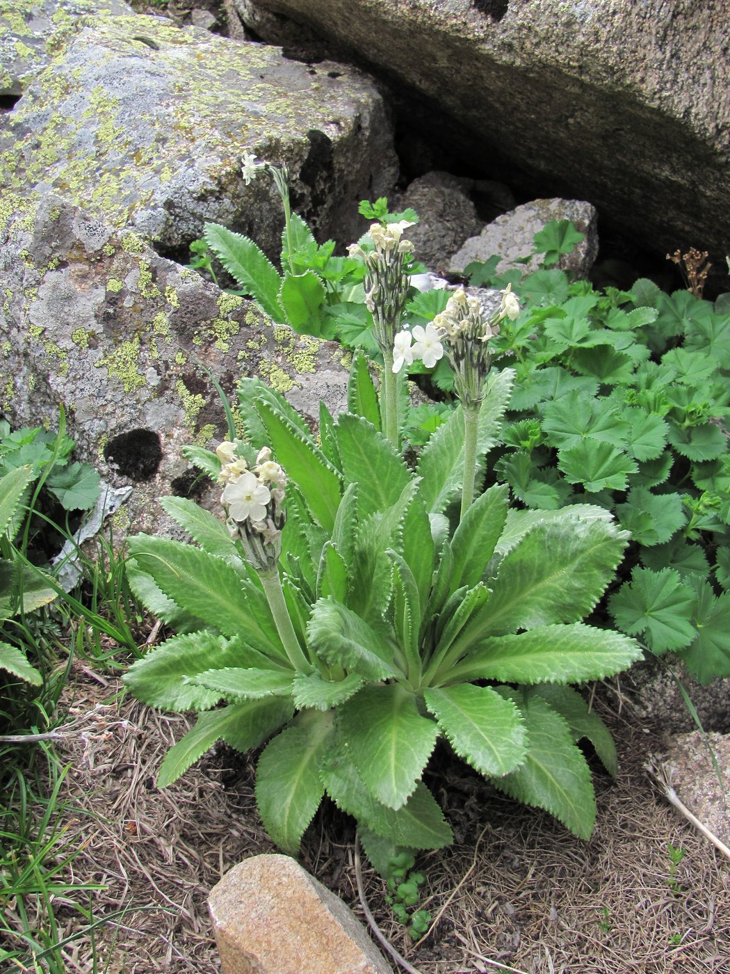 Image of Primula bayernii specimen.