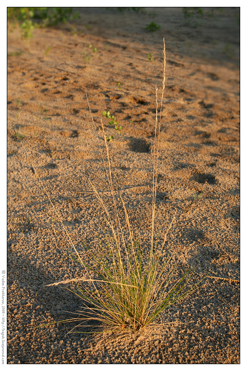 Изображение особи Festuca polesica.