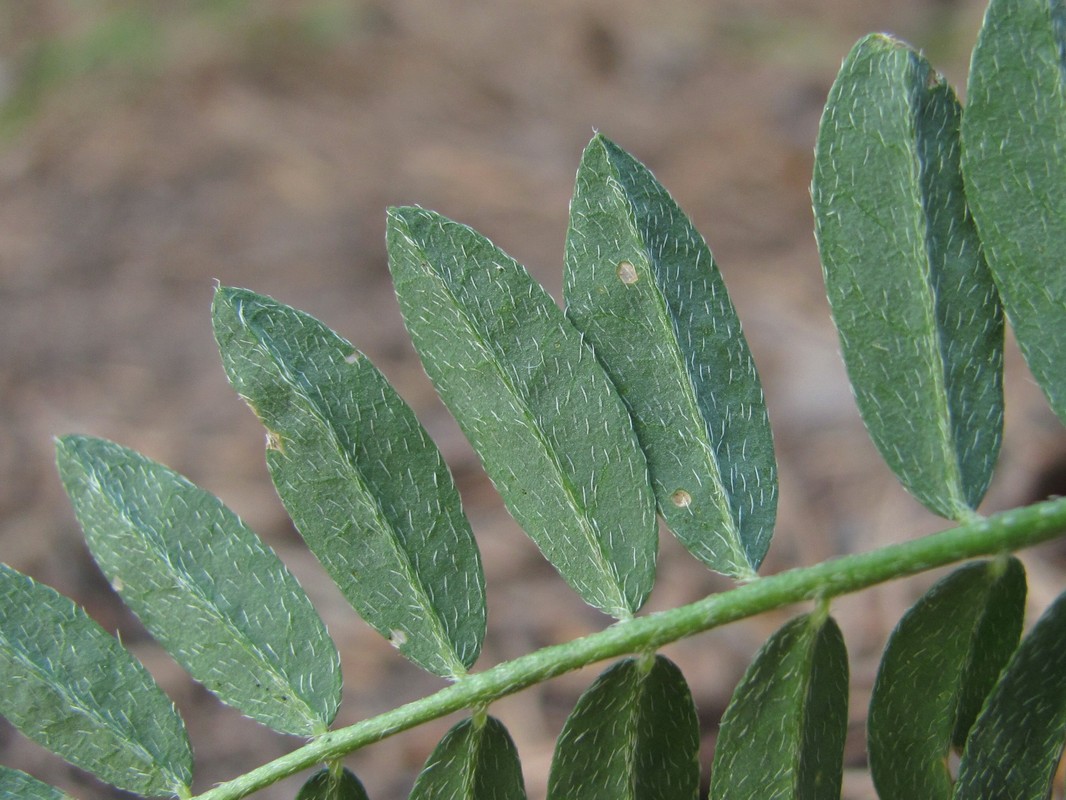 Изображение особи Astragalus cicer.