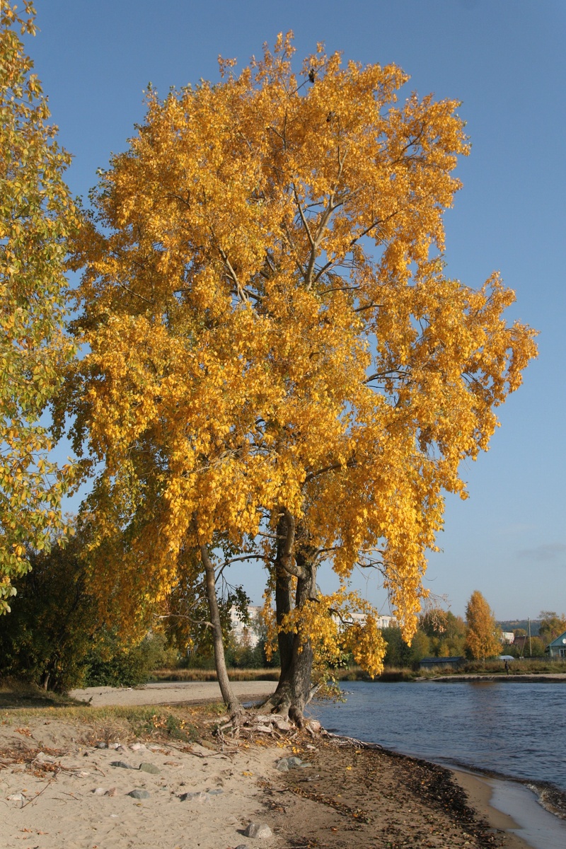 Image of Populus &times; sibirica specimen.