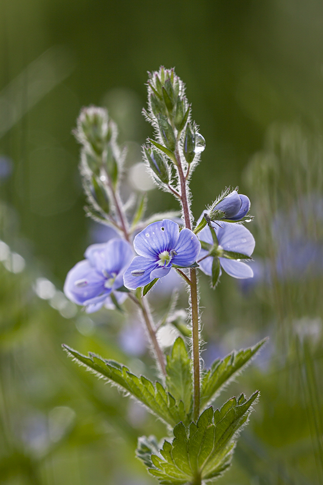 Image of Veronica chamaedrys specimen.