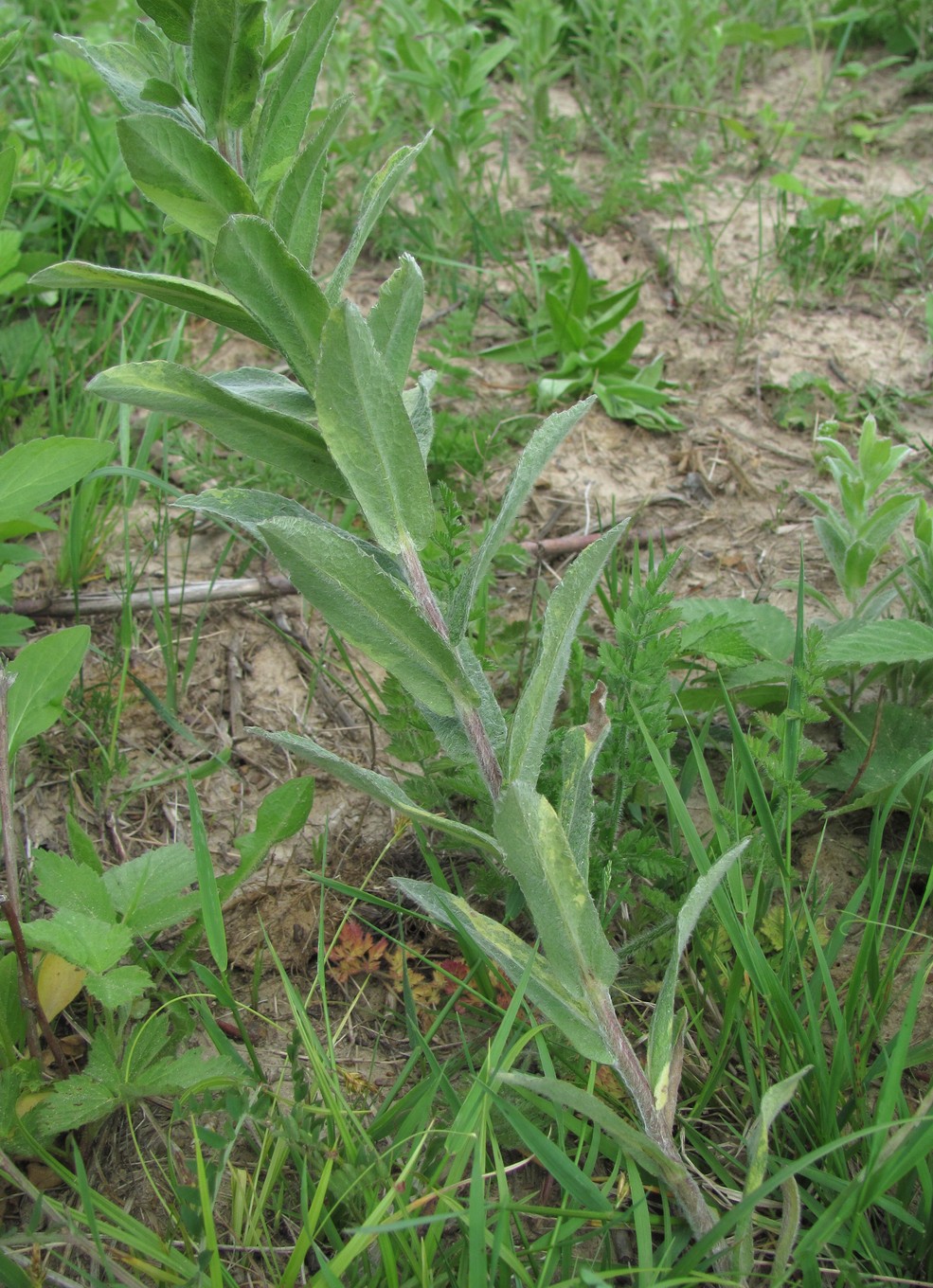 Image of Inula germanica specimen.