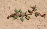 Rumex spinosus