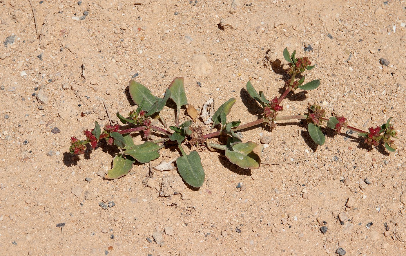 Изображение особи Rumex spinosus.