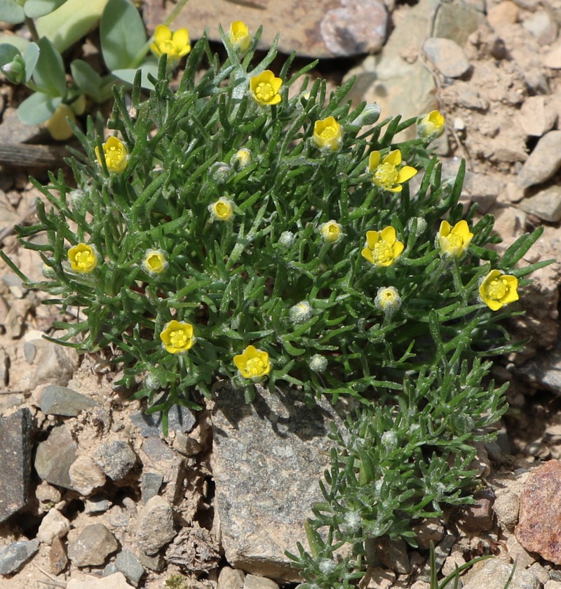 Изображение особи Ceratocephala falcata.