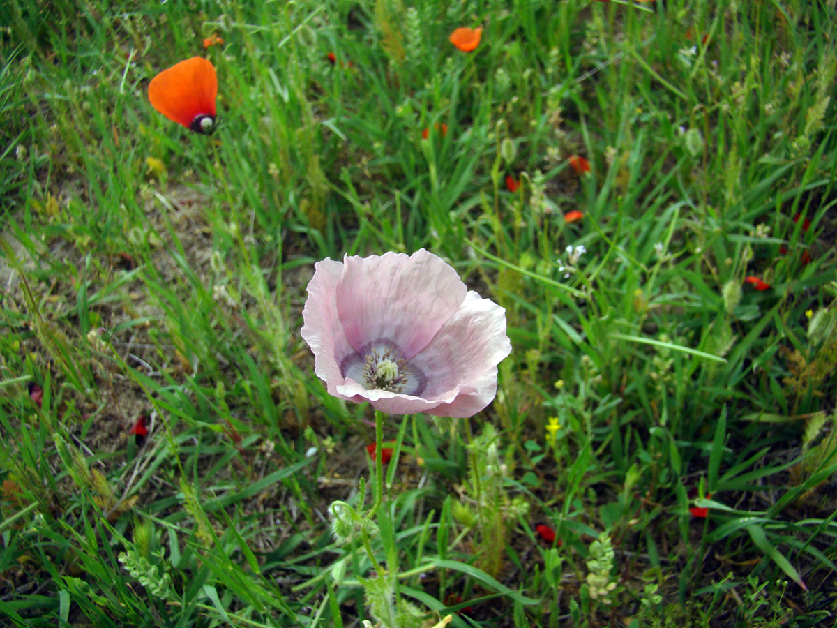 Изображение особи Papaver pavoninum.