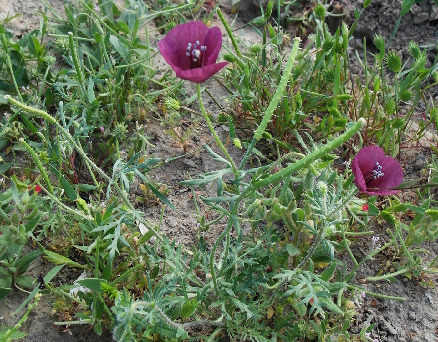 Image of Roemeria hybrida specimen.