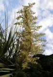 Nolina longifolia. Соцветие. Краснодарский край, г. Сочи, Дендрарий. 25.05.2021.