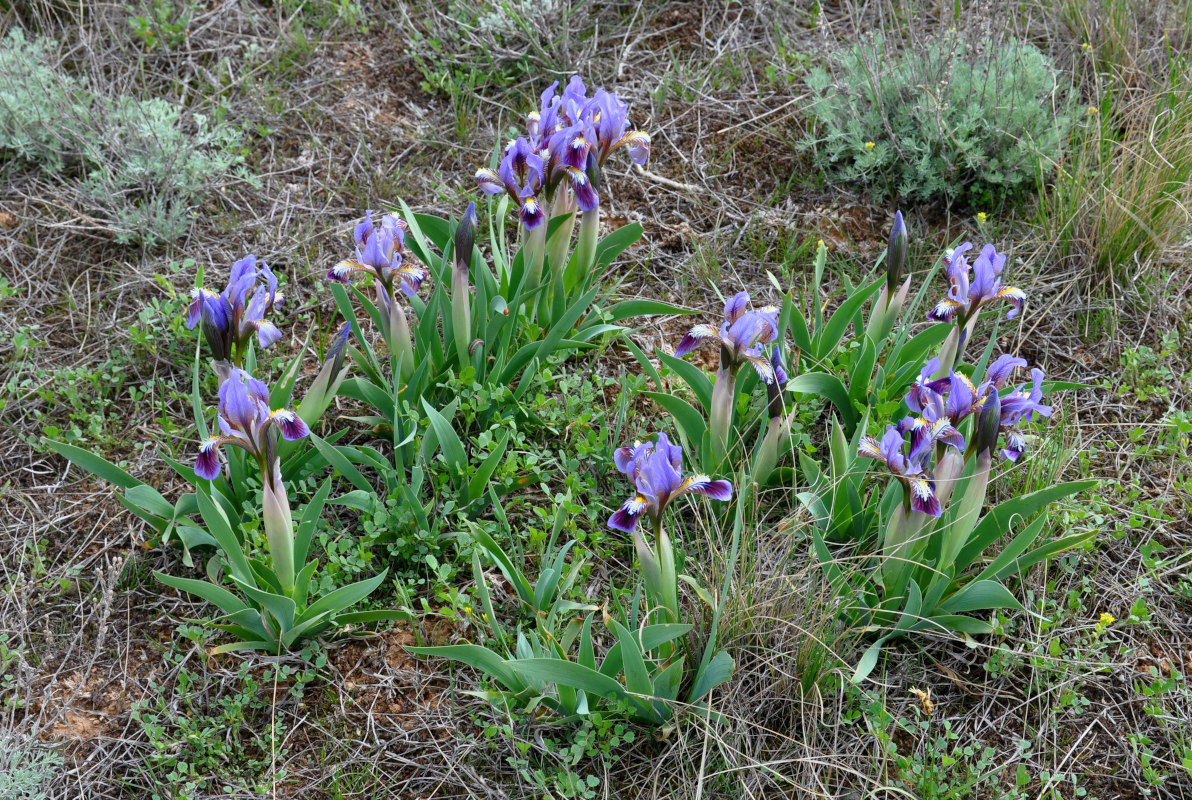 Image of Iris scariosa specimen.