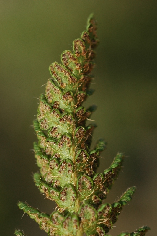 Image of Woodsia ilvensis specimen.