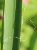 Yucca filamentosa. Часть листа. Ростовская обл., г. Таганрог, в культуре в цветнике. 04.07.2021.