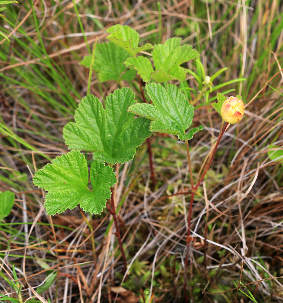 Изображение особи Rubus chamaemorus.