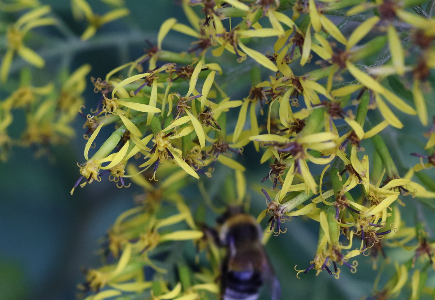 Image of Sinacalia tangutica specimen.