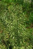 Ruscus hyrcanus. Вегетирующее растение. Азербайджан. Апрель 2010 г.