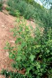 Chenopodium acerifolium. Цветущее растение. Республика Татарстан, окр. г. Набережные Челны, Шильнинский лес, на песке. 15.08.2021.