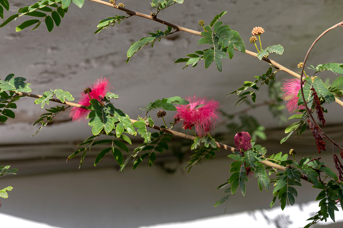 Изображение особи Calliandra haematocephala.