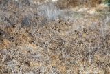 genus Carthamus