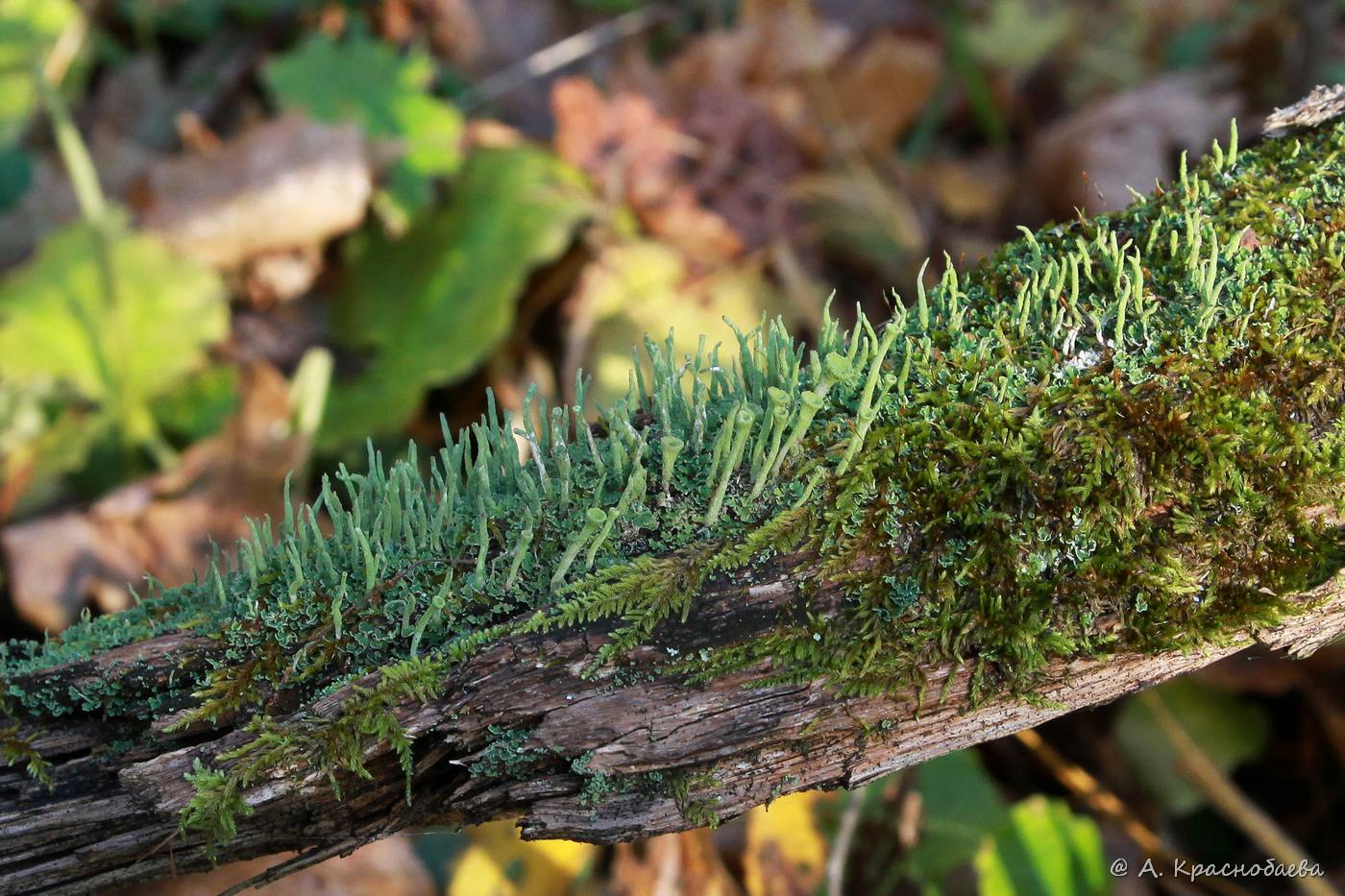 Изображение особи Cladonia chlorophaea.