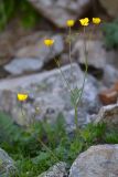 род Ranunculus