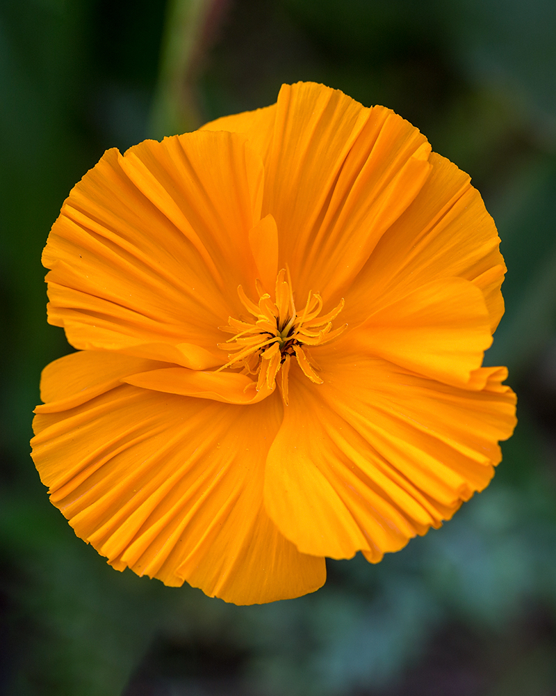 Изображение особи Eschscholzia californica.