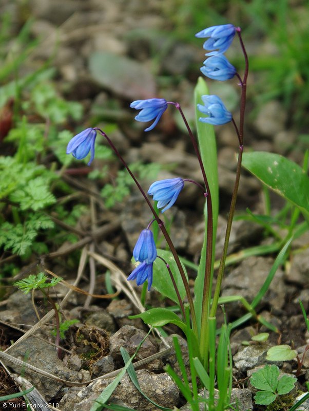 Изображение особи Scilla caucasica.