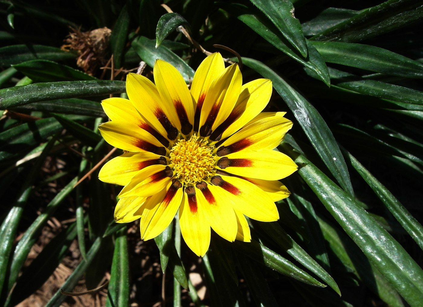 Изображение особи Gazania rigens.