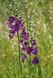 Verbascum phoeniceum. Соцветия. Крым, Караларский природный парк, окр. бухты Коровья, степь. 07.05.2021.