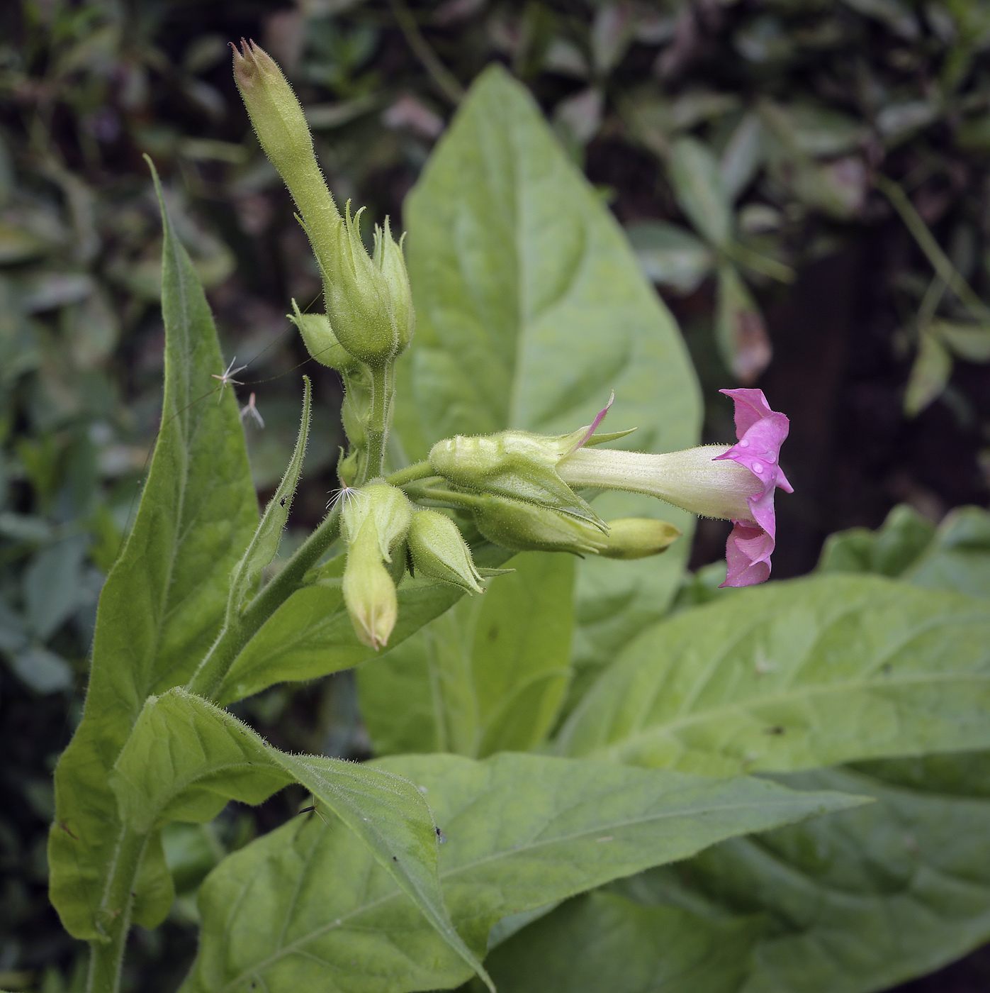 Изображение особи Nicotiana tabacum.