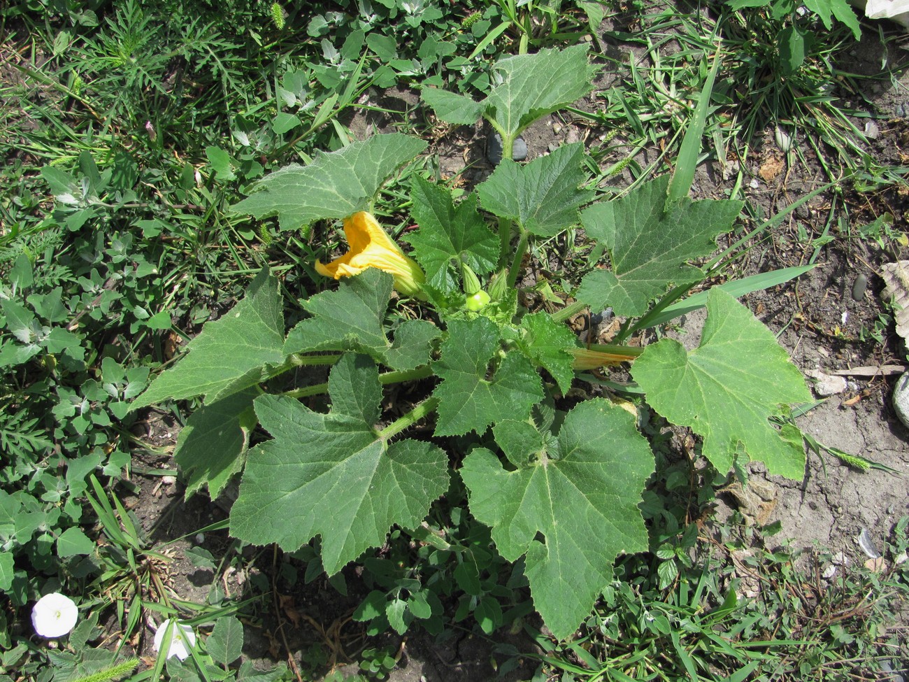 Image of Cucurbita pepo specimen.