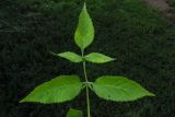 genus Angelica