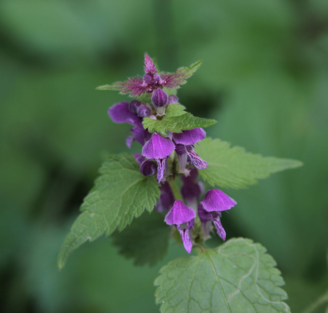 Image of Lamium maculatum specimen.