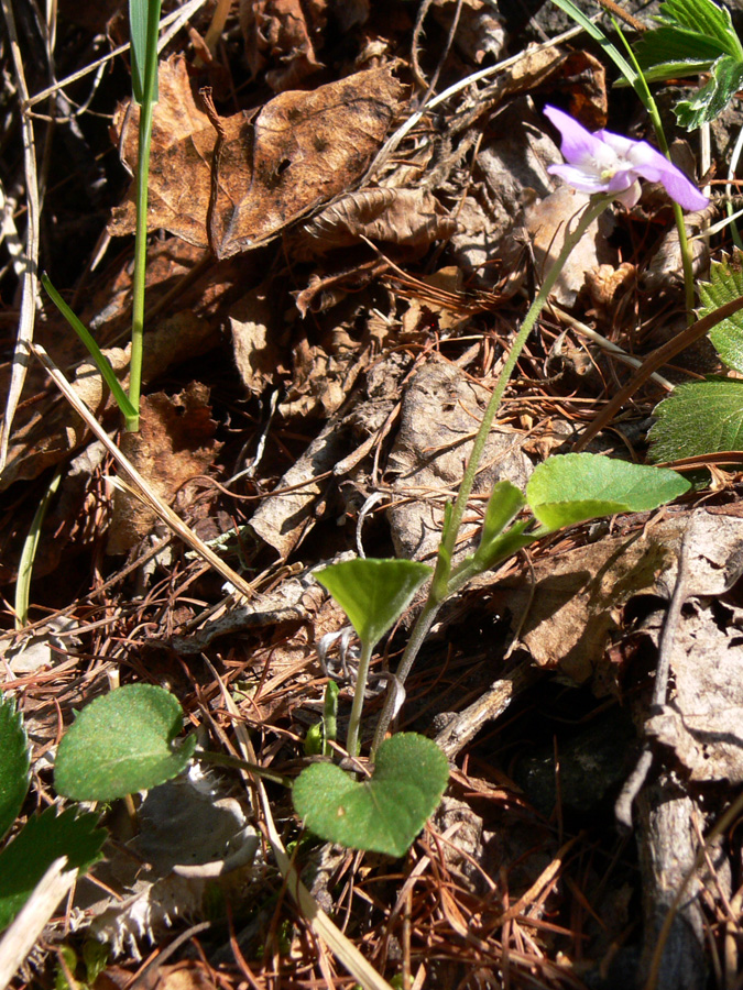 Image of Viola rupestris specimen.