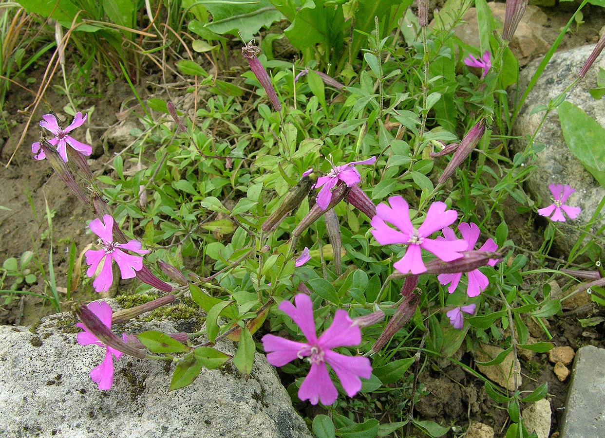 Image of Silene schafta specimen.