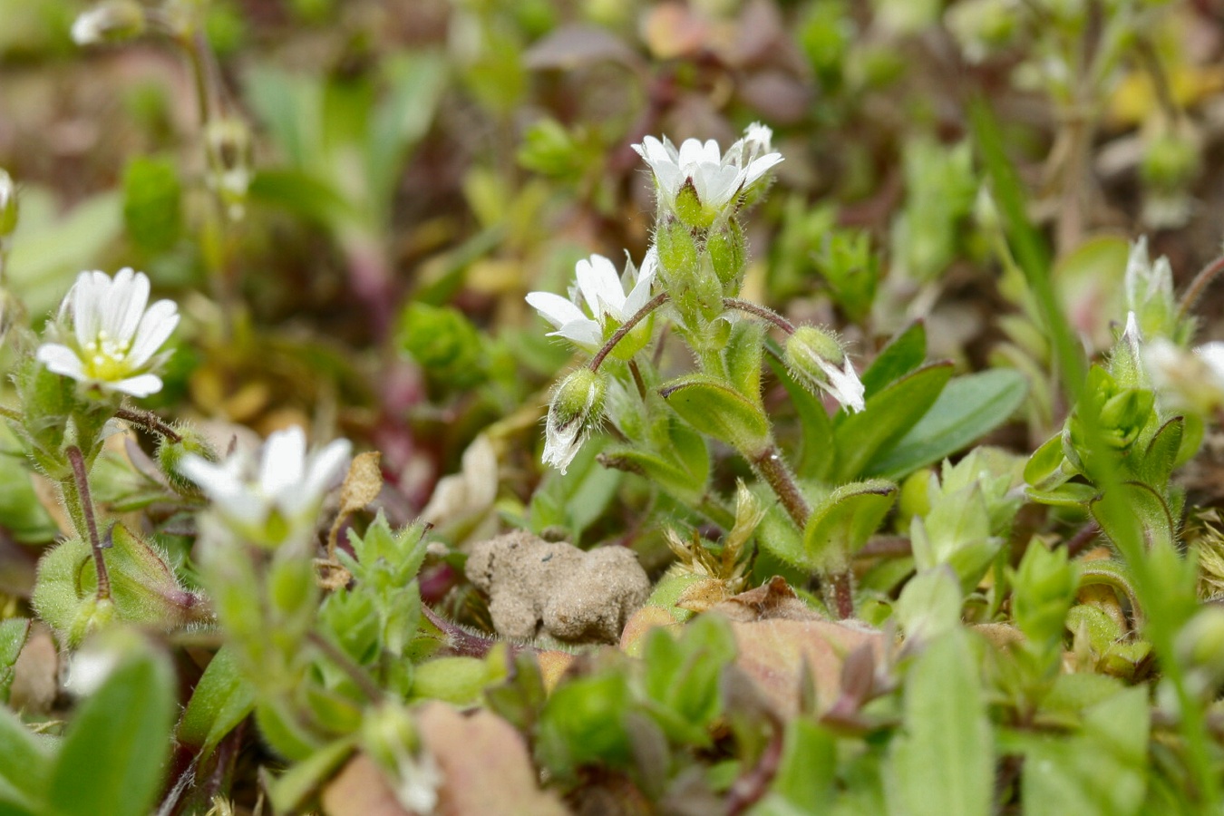 Изображение особи Cerastium semidecandrum.