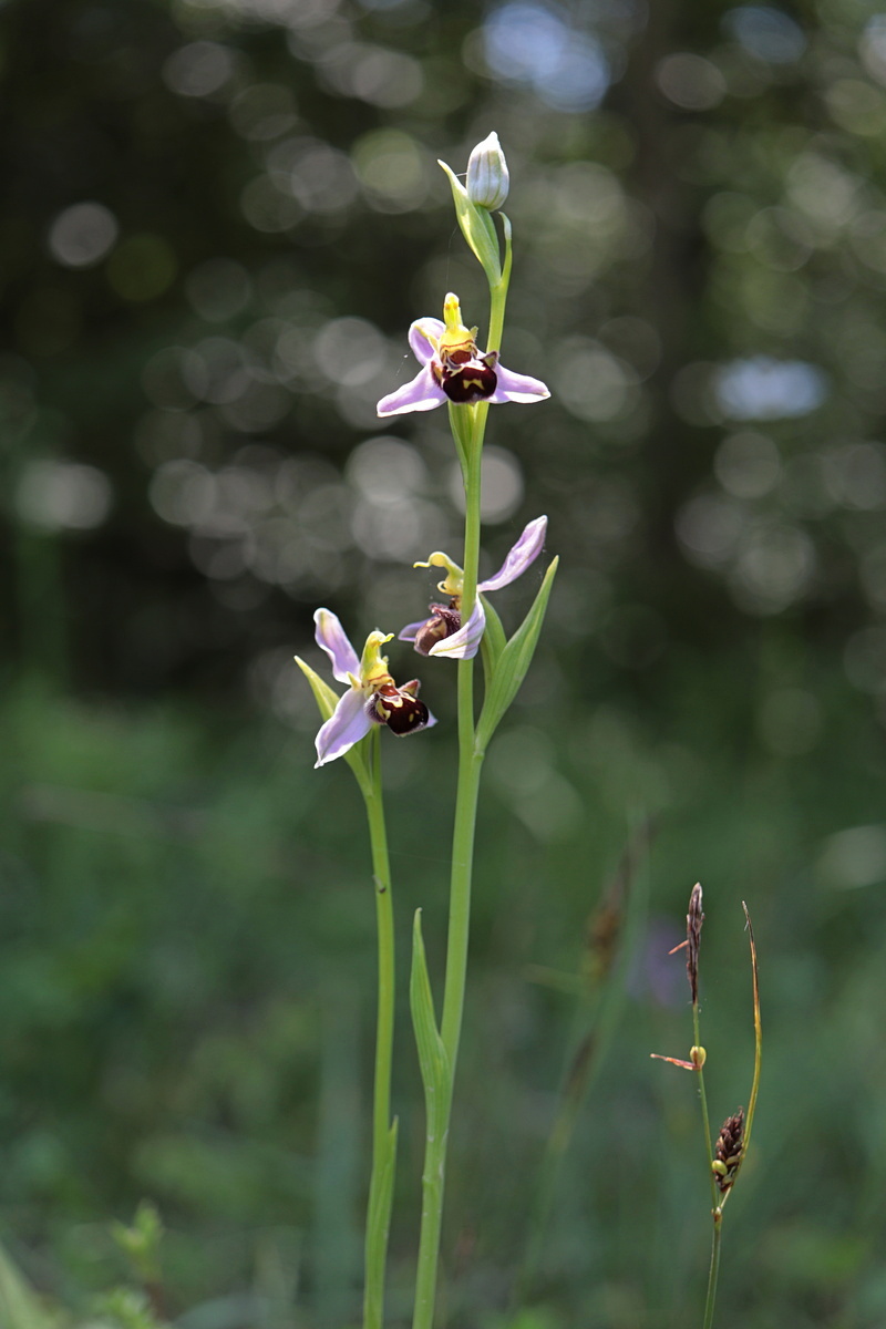 Изображение особи Ophrys apifera.