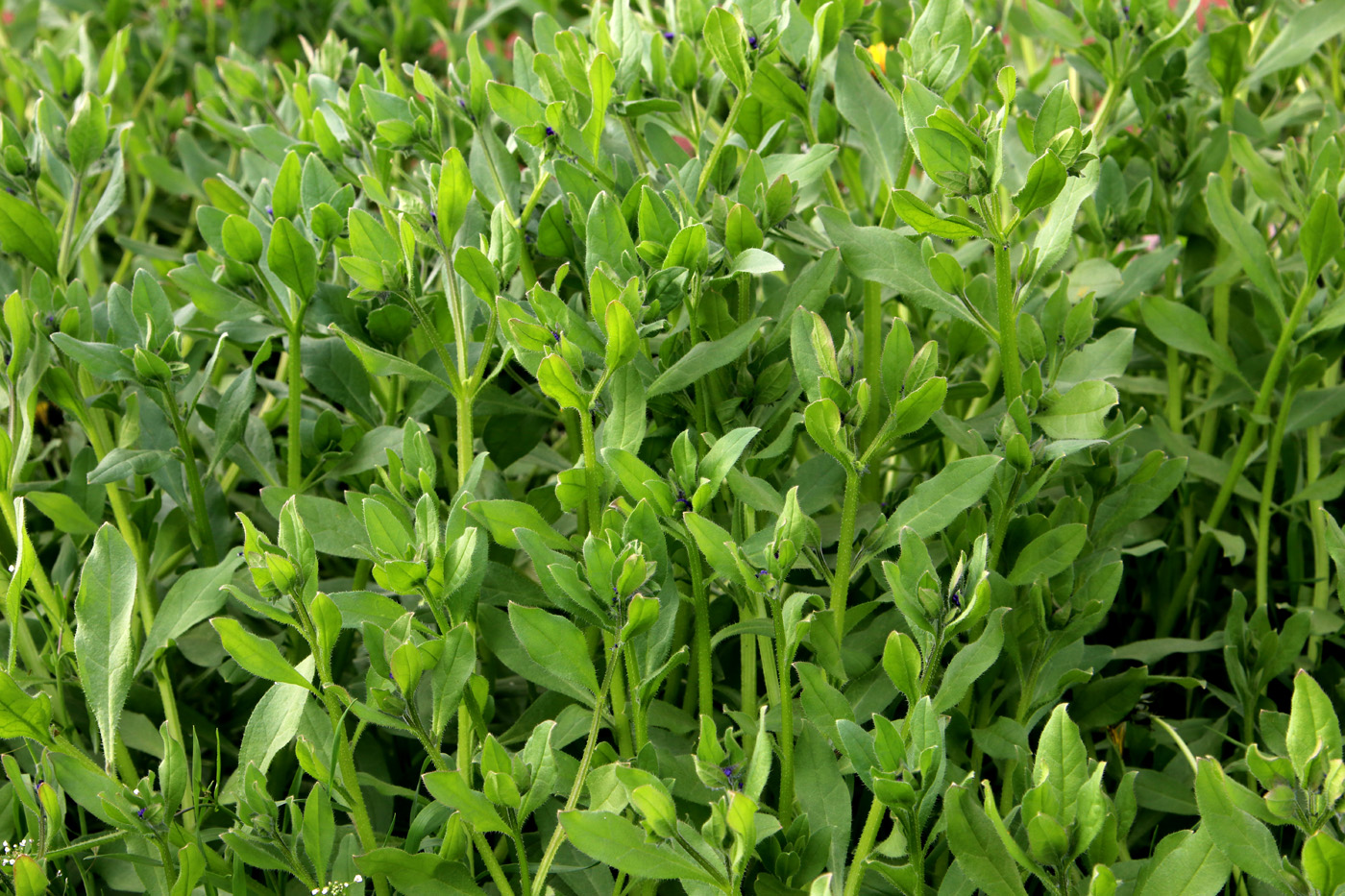 Image of Asperugo procumbens specimen.